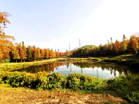 广州大观湿地公园