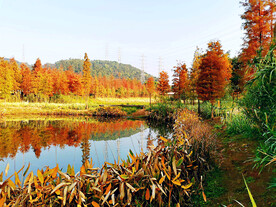 广州大观湿地公园