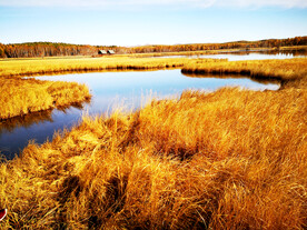 河北塞罕坝七星湖湿地