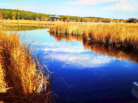 河北塞罕坝七星湖湿地
