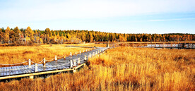 河北塞罕坝七星湖湿地