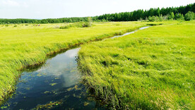 河北塞罕坝七星湖湿地