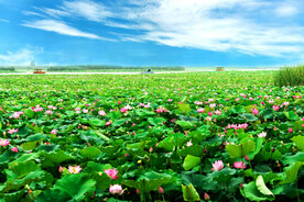 河南淮阳龙湖湿地