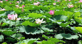 河南淮阳龙湖湿地