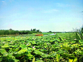 河南淮阳龙湖湿地