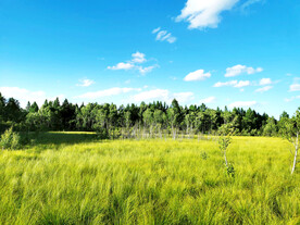 河北塞罕坝七星湖湿地