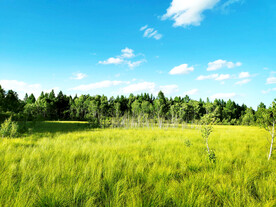 河北塞罕坝七星湖湿地