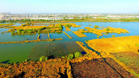 河南淮阳龙湖湿地