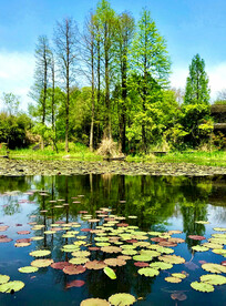 浙江杭州西溪湿地公园