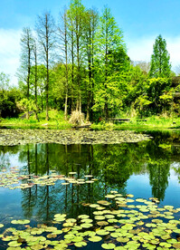 浙江杭州西溪湿地公园