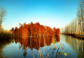 安徽池杉湖国家湿地公园