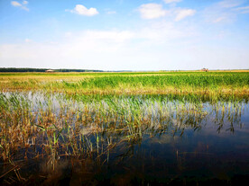 河北白洋淀湿地公园