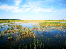 河北白洋淀湿地公园
