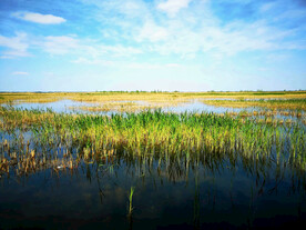 河北白洋淀湿地公园