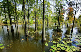 安徽池杉湖国家湿地公园