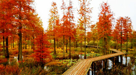 安徽池杉湖国家湿地公园