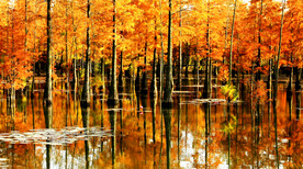 安徽池杉湖国家湿地公园