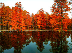 安徽池杉湖国家湿地公园