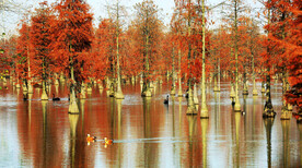 安徽池杉湖国家湿地公园