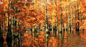 安徽池杉湖国家湿地公园