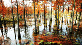 安徽池杉湖国家湿地公园