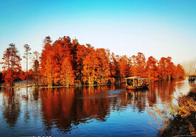 安徽池杉湖国家湿地公园