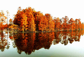 安徽池杉湖国家湿地公园