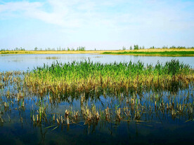 河北白洋淀湿地公园