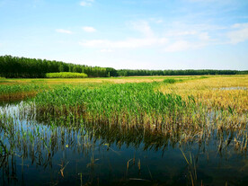 河北白洋淀湿地公园