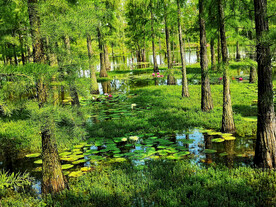 安徽池杉湖国家湿地公园