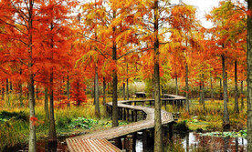 安徽池杉湖国家湿地公园