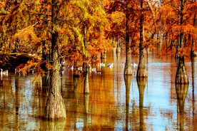 安徽池杉湖国家湿地公园
