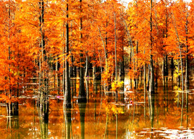 安徽池杉湖国家湿地公园