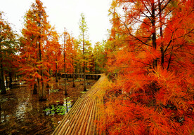 安徽池杉湖国家湿地公园