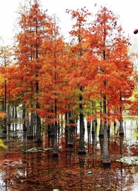 安徽池杉湖国家湿地公园