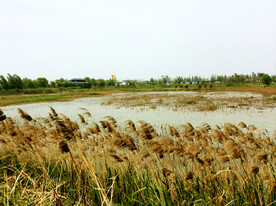 江苏洪泽湖湿地