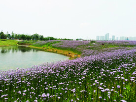 湖南长沙洋湖湿地公园