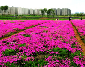 湖南长沙洋湖湿地公园