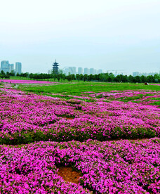 湖南长沙洋湖湿地公园