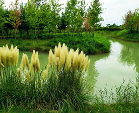 江苏洪泽湖湿地