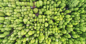 江苏洪泽湖湿地