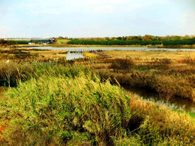 上海东滩湿地公园