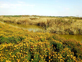 上海东滩湿地公园