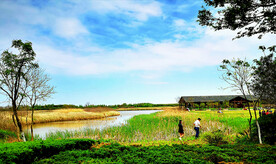 上海东滩湿地公园