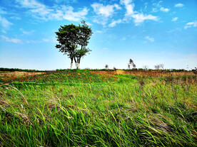 上海东滩湿地公园