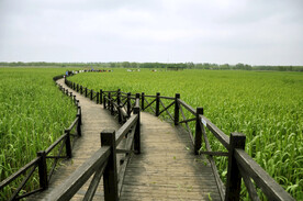 上海西沙湿地公园
