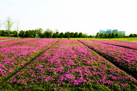 湖南长沙洋湖湿地公园