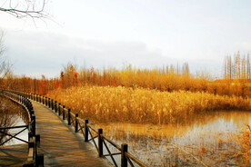 上海西沙湿地公园