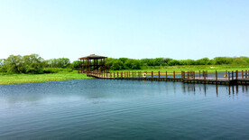 黑龙江黑瞎子岛湿地