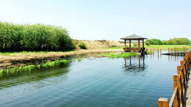 黑龙江黑瞎子岛湿地